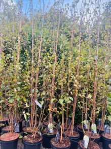 Birch trees jacquemontii