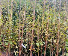 Birch trees jacquemontii