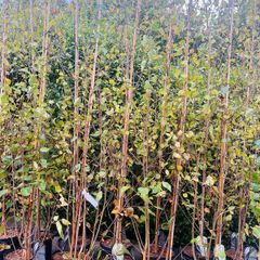 Birch trees jacquemontii