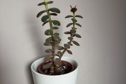 jade plant