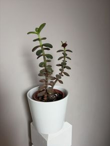 jade plant