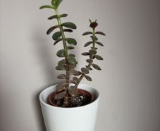 jade plant