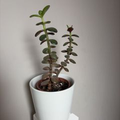 jade plant