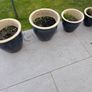 4 glazed plant pots Image 2