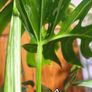 Mature Monstera Deliciosa Albo Large Plant Image 5