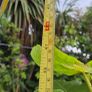 Fig Tree Image 2