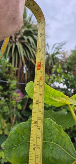 Fig Tree