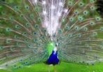 Peafowl hatching eggs
