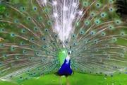 Peafowl hatching eggs