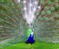 Peafowl hatching eggs