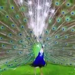 Peafowl hatching eggs