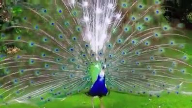 Peafowl hatching eggs
