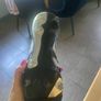 adidas football boots size 8 Image 6