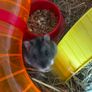 hamster cage Image 5