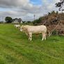 Pedigree charolais Image 10