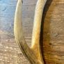 Vintage Deer Antler Image 6