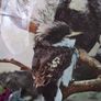 Royal Doulton Young Kookaburra's Collectors Plate Image 2