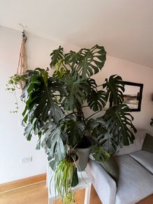 XXL Monstera Deliciosa