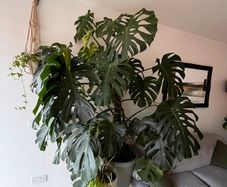 XXL Monstera Deliciosa