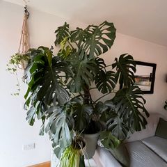 XXL Monstera Deliciosa