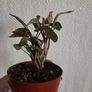 Syngonium Maria plant Image 3