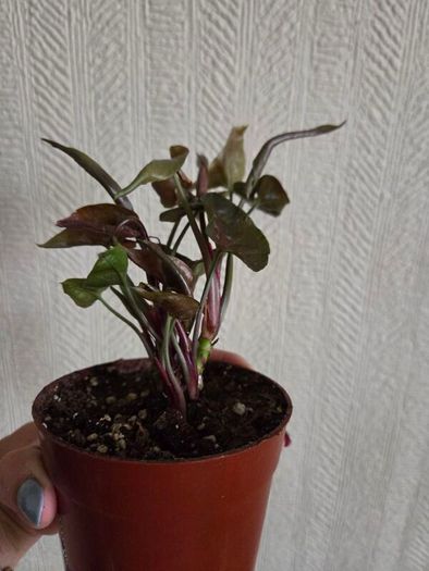 Syngonium Maria plant