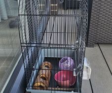 Bird cage