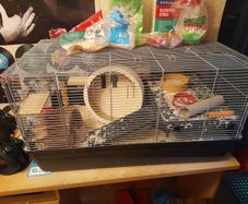 Hamster cage + full hamster kit