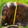 Shell Chair CH07 Carl Hansen & Son Design. Image 8