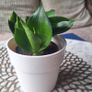 Small Sansevieria Hahnii in White Pot Image 6