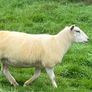 Pedigree NR Belclare Hoggets Image 2