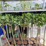 Bay tree Image 8