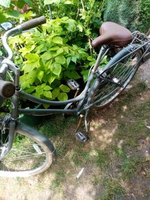 perfect 3 speed woman's bobbin birdie bike 26 "wheels
