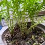 garden plants Image 2