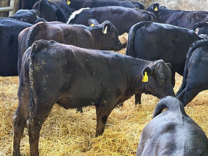 31 Properly Well Fed Calves