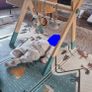 NUBY Wooden Play Gym Image 3