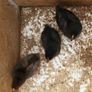Blue Laced Wyandotte and Auracana Image 2