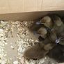 Ducklings Image 8