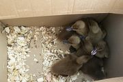 fertile hatching eggs and chicks