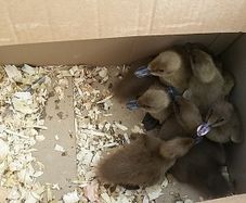 fertile hatching eggs and chicks
