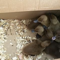 fertile hatching eggs and chicks