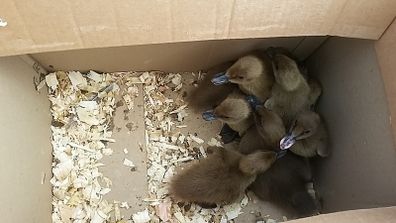 fertile hatching eggs and chicks