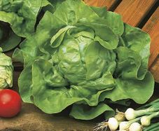 (L) Lettuce Meikoningin seeds 2g (123681)