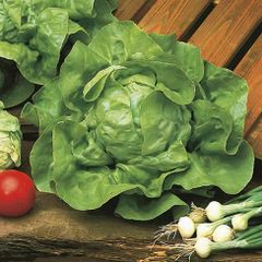 (L) Lettuce Meikoningin seeds 2g (123681)