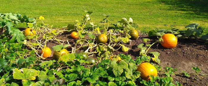 Pumpkin Seeds