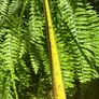 boston Fern Image 4