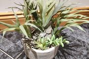 seculent pot