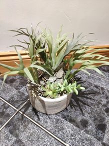 seculent pot