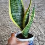 Small house plant bundle + variegated Monstera Image 7