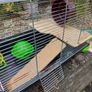 Hamsters cage Image 5